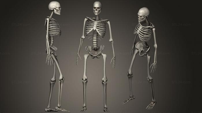 Анатомия скелеты и черепа (Мужской скелет v2, ANTM_1263) 3D модель для ЧПУ станка
